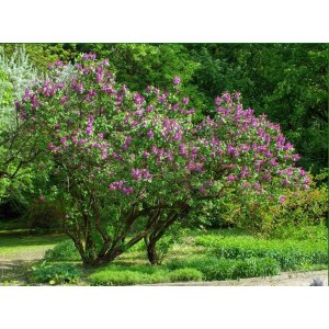 Orgován obyčajný (Syringa vulgaris) ´MRS EDWARD HARDING´ - výška 40-60 cm, kont. C3L